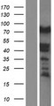 SYNPO / Synaptopodin Protein - Western validation with an anti-DDK antibody * L: Control HEK293 lysate R: Over-expression lysate