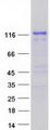 SYNPO / Synaptopodin Protein - Purified recombinant protein SYNPO was analyzed by SDS-PAGE gel and Coomassie Blue Staining