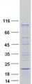 SYS1 Protein - Purified recombinant protein SYS1 was analyzed by SDS-PAGE gel and Coomassie Blue Staining