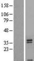 T2R42 / TAS2R42 Protein - Western validation with an anti-DDK antibody * L: Control HEK293 lysate R: Over-expression lysate