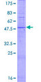 T2R5 / TAS2R5 Protein - 12.5% SDS-PAGE of human TAS2R5 stained with Coomassie Blue