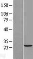 TAF11 Protein - Western validation with an anti-DDK antibody * L: Control HEK293 lysate R: Over-expression lysate