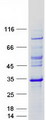TAF11 Protein - Purified recombinant protein TAF11 was analyzed by SDS-PAGE gel and Coomassie Blue Staining