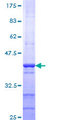 TAF1L Protein - 12.5% SDS-PAGE Stained with Coomassie Blue.
