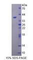 TAF2 Protein - Recombinant TATA Box Binding Protein Associated Factor 2 By SDS-PAGE