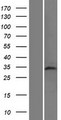 TAF8 Protein - Western validation with an anti-DDK antibody * L: Control HEK293 lysate R: Over-expression lysate