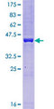 TAF8 Protein - 12.5% SDS-PAGE of human TBN stained with Coomassie Blue