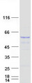 TAPBPL / TAPBPR Protein - Purified recombinant protein TAPBPL was analyzed by SDS-PAGE gel and Coomassie Blue Staining