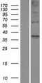 TAS2R31 / T2R31 Protein - Western validation with an anti-DDK antibody * L: Control HEK293 lysate R: Over-expression lysate