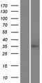 TAS2R46 Protein - Western validation with an anti-DDK antibody * L: Control HEK293 lysate R: Over-expression lysate