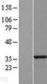 TATDN1 Protein - Western validation with an anti-DDK antibody * L: Control HEK293 lysate R: Over-expression lysate