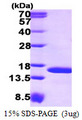 TAX1BP3 Protein