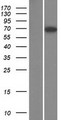 TBC1D17 Protein - Western validation with an anti-DDK antibody * L: Control HEK293 lysate R: Over-expression lysate