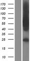 TBC1D22A Protein - Western validation with an anti-DDK antibody * L: Control HEK293 lysate R: Over-expression lysate