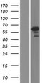 TBC1D22B Protein - Western validation with an anti-DDK antibody * L: Control HEK293 lysate R: Over-expression lysate