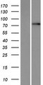 TBC1D25 Protein - Western validation with an anti-DDK antibody * L: Control HEK293 lysate R: Over-expression lysate