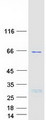 TBC1D3C Protein - Purified recombinant protein TBC1D3C was analyzed by SDS-PAGE gel and Coomassie Blue Staining