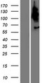 TBC1D3H Protein - Western validation with an anti-DDK antibody * L: Control HEK293 lysate R: Over-expression lysate