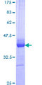 TBC1D8 / AD3 Protein - 12.5% SDS-PAGE Stained with Coomassie Blue.