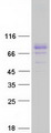 TBKBP1 Protein - Purified recombinant protein TBKBP1 was analyzed by SDS-PAGE gel and Coomassie Blue Staining