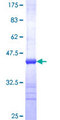 TBL2 Protein - 12.5% SDS-PAGE Stained with Coomassie Blue.