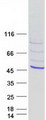 TBX10 Protein - Purified recombinant protein TBX10 was analyzed by SDS-PAGE gel and Coomassie Blue Staining