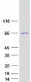 TBX21 / T-bet Protein - Purified recombinant protein TBX21 was analyzed by SDS-PAGE gel and Coomassie Blue Staining