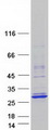 TCF23 Protein - Purified recombinant protein TCF23 was analyzed by SDS-PAGE gel and Coomassie Blue Staining