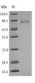 TCF7L2 / TCG4 Protein - (Tris-Glycine gel) Discontinuous SDS-PAGE (reduced) with 5% enrichment gel and 15% separation gel.
