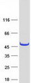 TCP10 Protein - Purified recombinant protein TCP10 was analyzed by SDS-PAGE gel and Coomassie Blue Staining