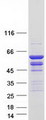 TCP11L1 Protein - Purified recombinant protein TCP11L1 was analyzed by SDS-PAGE gel and Coomassie Blue Staining