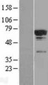 TCP11L2 Protein - Western validation with an anti-DDK antibody * L: Control HEK293 lysate R: Over-expression lysate