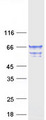 TCP11L2 Protein - Purified recombinant protein TCP11L2 was analyzed by SDS-PAGE gel and Coomassie Blue Staining
