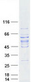 TCTE1 Protein - Purified recombinant protein TCTE1 was analyzed by SDS-PAGE gel and Coomassie Blue Staining