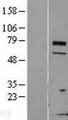 TCTN3 Protein - Western validation with an anti-DDK antibody * L: Control HEK293 lysate R: Over-expression lysate
