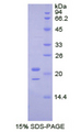 TDP-43 / TARDBP Protein - Recombinant Tar DNA Binding Protein 43kDa By SDS-PAGE