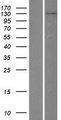TDRD1 Protein - Western validation with an anti-DDK antibody * L: Control HEK293 lysate R: Over-expression lysate