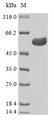 TEAD1 Protein - (Tris-Glycine gel) Discontinuous SDS-PAGE (reduced) with 5% enrichment gel and 15% separation gel.