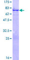 TEKT1 Protein - 12.5% SDS-PAGE of human TEKT1 stained with Coomassie Blue