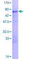 TEKT2 Protein - 12.5% SDS-PAGE of human TEKT2 stained with Coomassie Blue