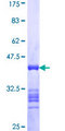 TEKT2 Protein - 12.5% SDS-PAGE Stained with Coomassie Blue.