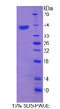 TERF2 / TRF2 Protein - Recombinant Telomeric Repeat Binding Factor 2 By SDS-PAGE
