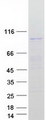 TEX11 Protein - Purified recombinant protein TEX11 was analyzed by SDS-PAGE gel and Coomassie Blue Staining