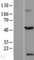 TEX13A Protein - Western validation with an anti-DDK antibody * L: Control HEK293 lysate R: Over-expression lysate