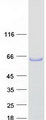 TEX13A Protein - Purified recombinant protein TEX13A was analyzed by SDS-PAGE gel and Coomassie Blue Staining