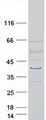 TEX26 / C13orf26 Protein - Purified recombinant protein TEX26 was analyzed by SDS-PAGE gel and Coomassie Blue Staining