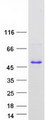 TEX264 Protein - Purified recombinant protein TEX264 was analyzed by SDS-PAGE gel and Coomassie Blue Staining