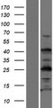 TEX35 / C1orf49 Protein - Western validation with an anti-DDK antibody * L: Control HEK293 lysate R: Over-expression lysate