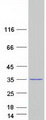 TEX35 / C1orf49 Protein - Purified recombinant protein TEX35 was analyzed by SDS-PAGE gel and Coomassie Blue Staining