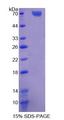 TFDP1 Protein - Recombinant  Transcription Factor Dp1 By SDS-PAGE